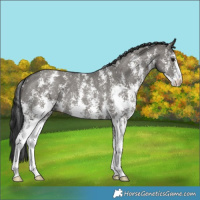 Horse Color:Grullo Sabino