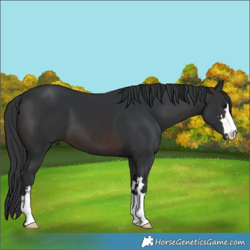 Horse Color:Brown 