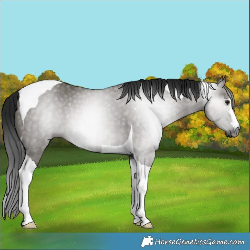 Horse Color:Gray Smoky Grullo Tobiano Rabicano