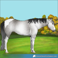 Horse Color:Gray Smoky Grullo Tobiano Rabicano 