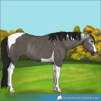 Horse Color:Gray Smoky Grullo Tobiano Rabicano 