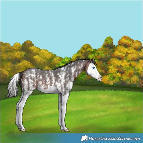 Horse Color:Bay Sabino Splash 
