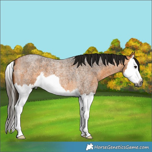 Horse Color:Gray Buckskin Roan Splash