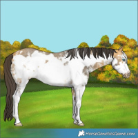 Horse Color:Buckskin Sabino Frame Rabicano