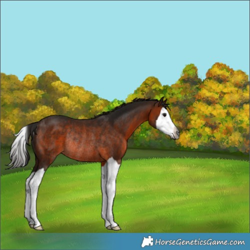 Horse Color:Gray Bay Splash Rabicano 