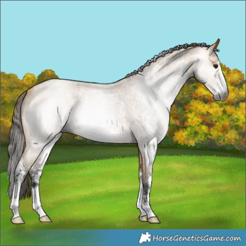Horse Color:Gray Buckskin Roan Sabino Rabicano