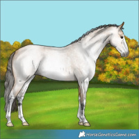 Horse Color:Gray Buckskin Roan Sabino Rabicano