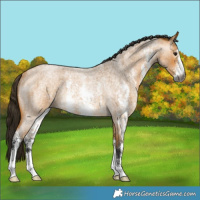 Horse Color:Gray Buckskin Roan Sabino Rabicano