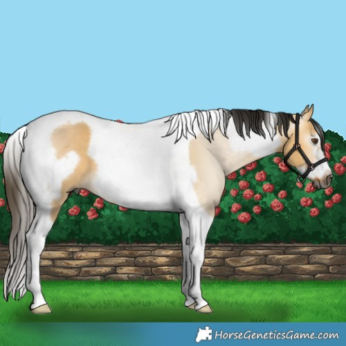 Horse Color:Gray Buckskin Dun Tobiano Frame