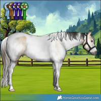 Horse Color:Gray Buckskin Dun Tobiano Frame