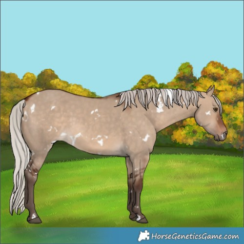 Horse Color:White Spotted Silver Brown Dun 