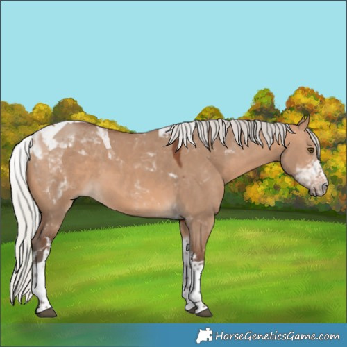 Horse Color:Silver Brown Dun Tobiano 