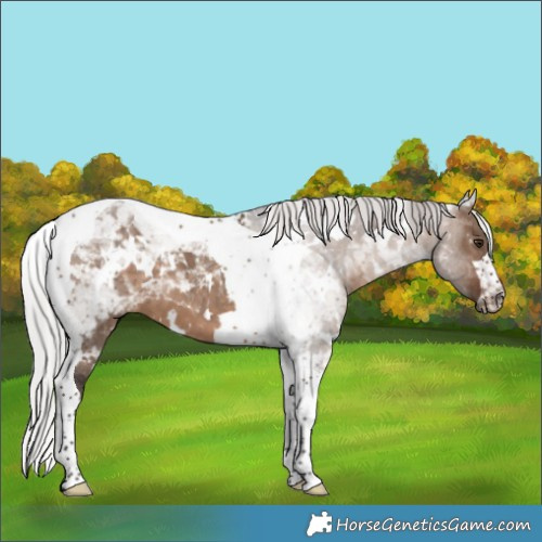 Horse Color:White Spotted Silver Brown Dun Tobiano 
