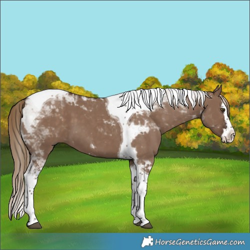 Horse Color:Liver Red Dun Splash Tobiano 