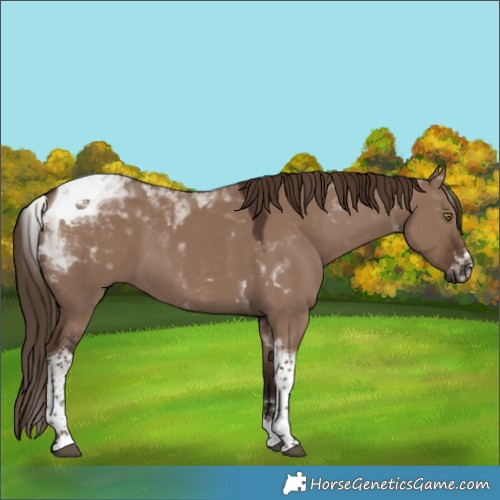 Horse Color:Liver Red Dun Tobiano 