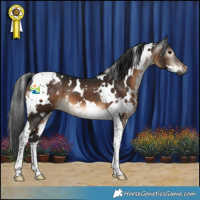 Horse Color:Gray White Spotted Brown Tobiano 