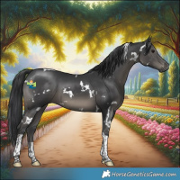 Horse Color:White Spotted Black Tobiano 