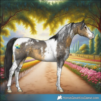 Horse Color:Buckskin Sabino Tobiano Appaloosa 