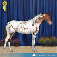Horse Color:White Spotted Bay Tobiano Appaloosa 