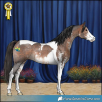 Horse Color:Bay Sabino Tobiano 
