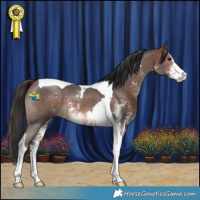 Horse Color:Bay Sabino Tobiano 