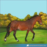 Horse Color:Bay 