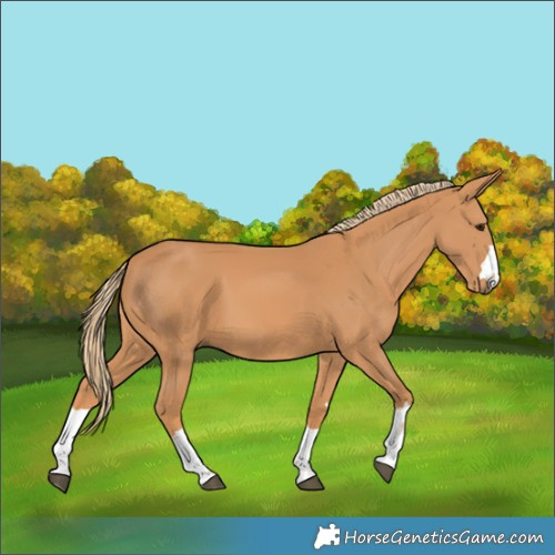 Horse Color:Chestnut 