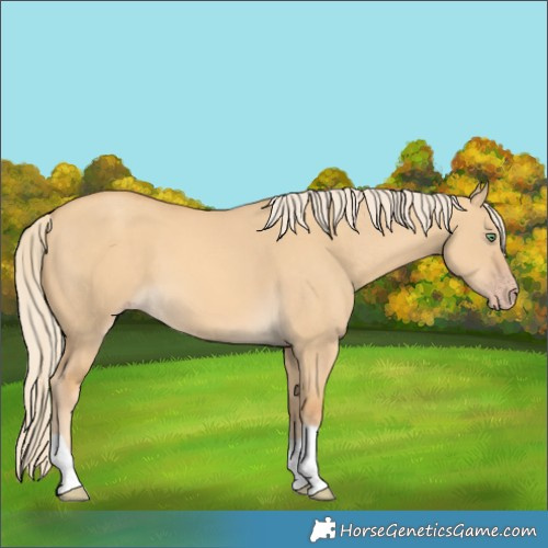 Horse Color:Gold Cream Champagne Dun Tobiano