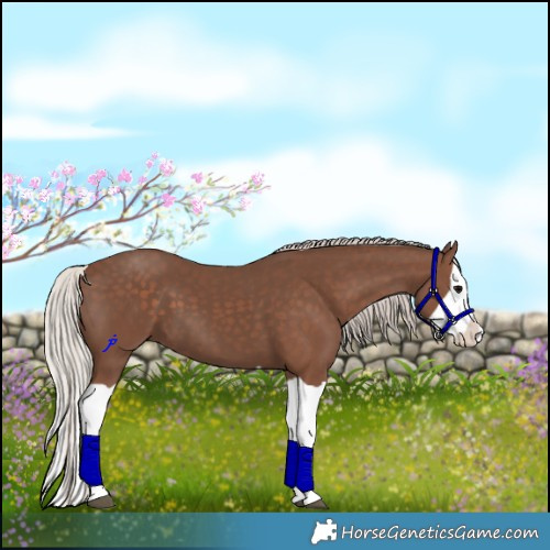 Horse Color:Silver Black Splash 