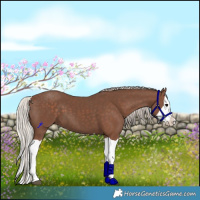 Horse Color:Silver Black Splash 