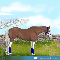 Horse Color:Silver Black Splash