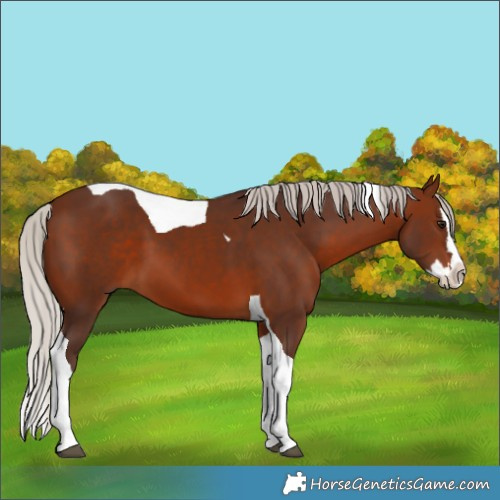 Horse Color:Silver Brown Splash Tobiano 