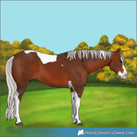 Horse Color:Silver Brown Splash Tobiano 