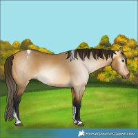 Horse Color:Gray Buckskin Dun Tobiano Appaloosa 