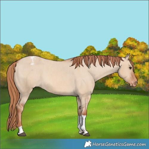 Horse Color:Red Dun Tobiano Appaloosa 