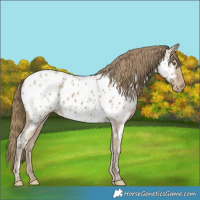 Horse Color:Classic Cream Champagne Ice Appaloosa 