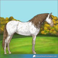 Horse Color:Classic Cream Champagne Ice Appaloosa 