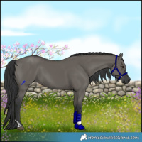 Horse Color:Grullo Tobiano Rabicano 