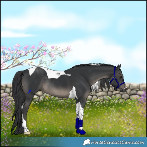Horse Color:Black Tobiano Rabicano