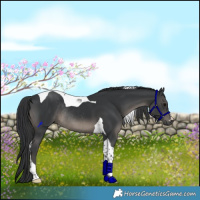 Horse Color:Black Tobiano Rabicano