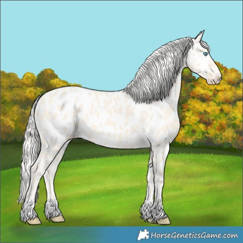Horse Color:Cremello Dun Appaloosa 