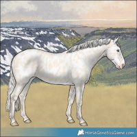 Horse Color:Cremello Appaloosa 