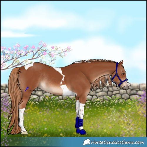 Horse Color:Chestnut Tobiano Rabicano