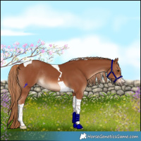 Horse Color:Chestnut Tobiano Rabicano 