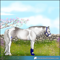 Horse Color:Gray Silver Black Splash Tobiano Rabicano 