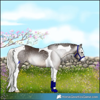 Horse Color:Gray Silver Black Splash Tobiano Rabicano 
