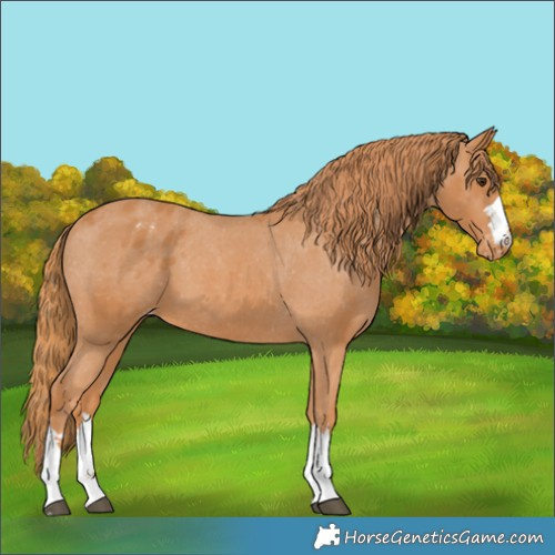 Horse Color:Chestnut Appaloosa 