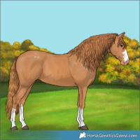 Horse Color:Chestnut Appaloosa