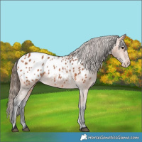 Horse Color:Bay Blanket 