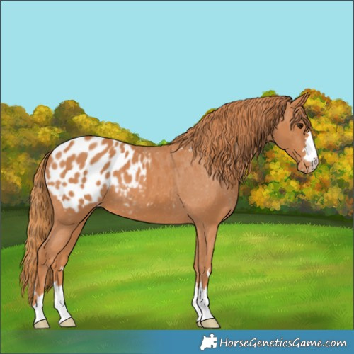 Horse Color:Chestnut Appaloosa